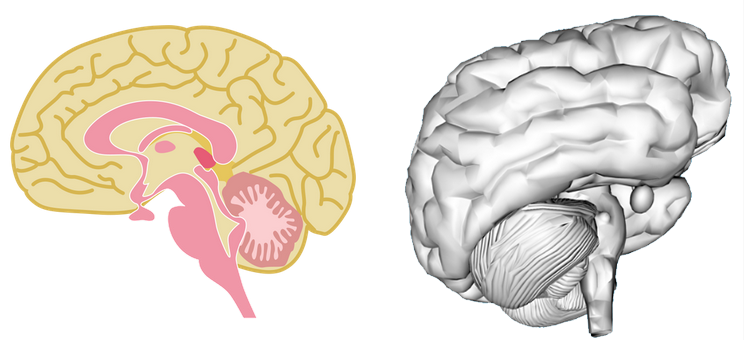 A simple illustration of the human brain with different parts in colors brown, yellow, salmon, and light pink (left) and a realistic 3D image of the brain in gray (right).