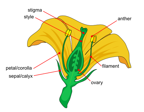 A cross section of a flower showing its different parts: petals, sepals, anther, filament, stigma, style, ovary.