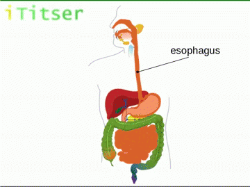 Slide show of Digestive System with exit animation for labels